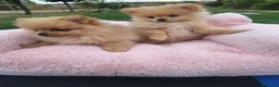 Pomerania perros en venta: Cachorros de Pomerania  - Anuncio 2