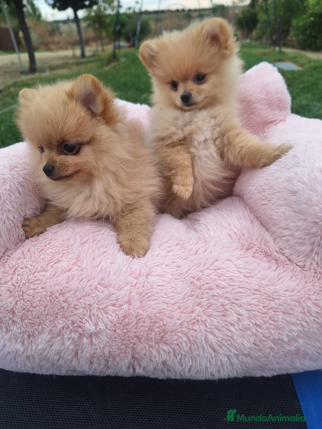 Pomerania perros en venta: Cachorros de Pomerania  - Anuncio 2