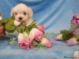 Bichón Maltés Cachorro 3