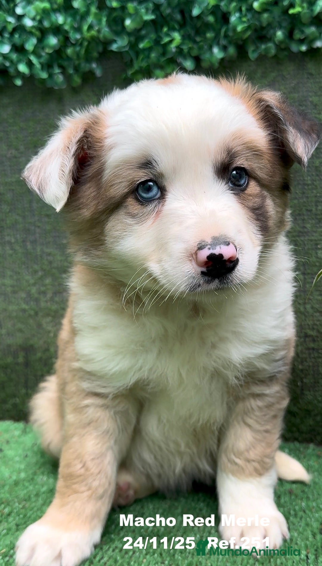 Border Collie perros en venta: BORDER COLLIE red merle - Anuncio 5