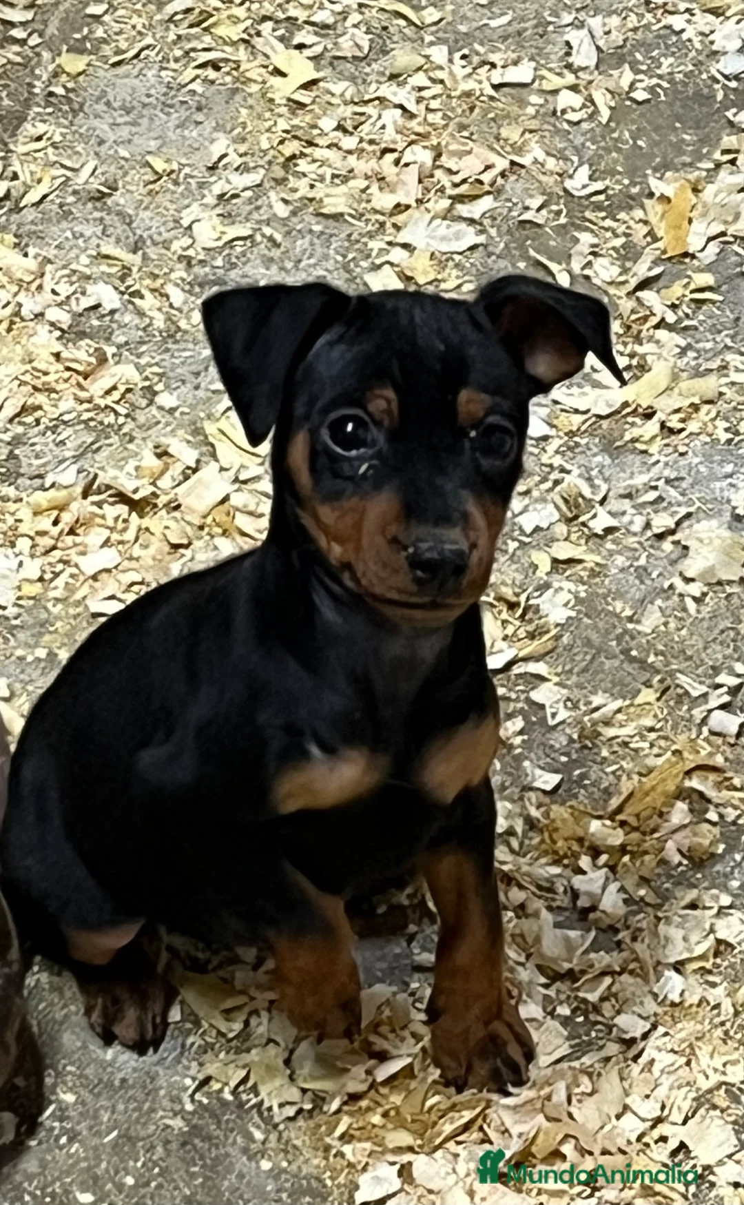 Pinscher Miniatura perros en venta: Caraby Harlequin Pinscher Benidorm  en Alicante - Anuncio 9