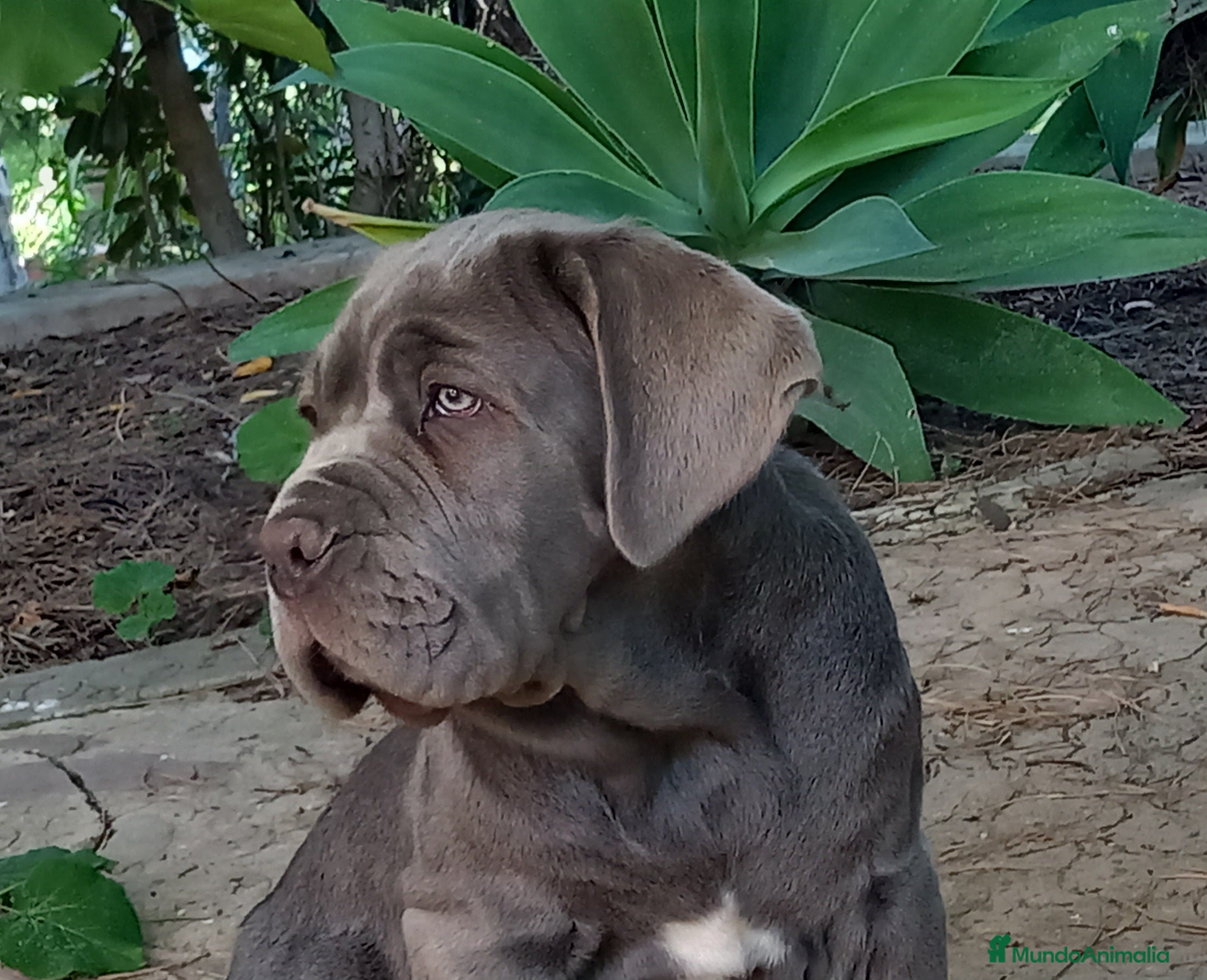 Cane Corso perros Mastin Napolitano en Sevilla - Anuncio 2