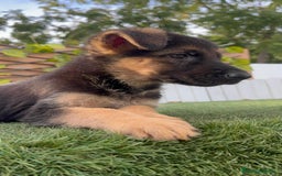 Pastor Alemán perros en venta: PASTOR ALEMAN HEMBRA - Imagen 15