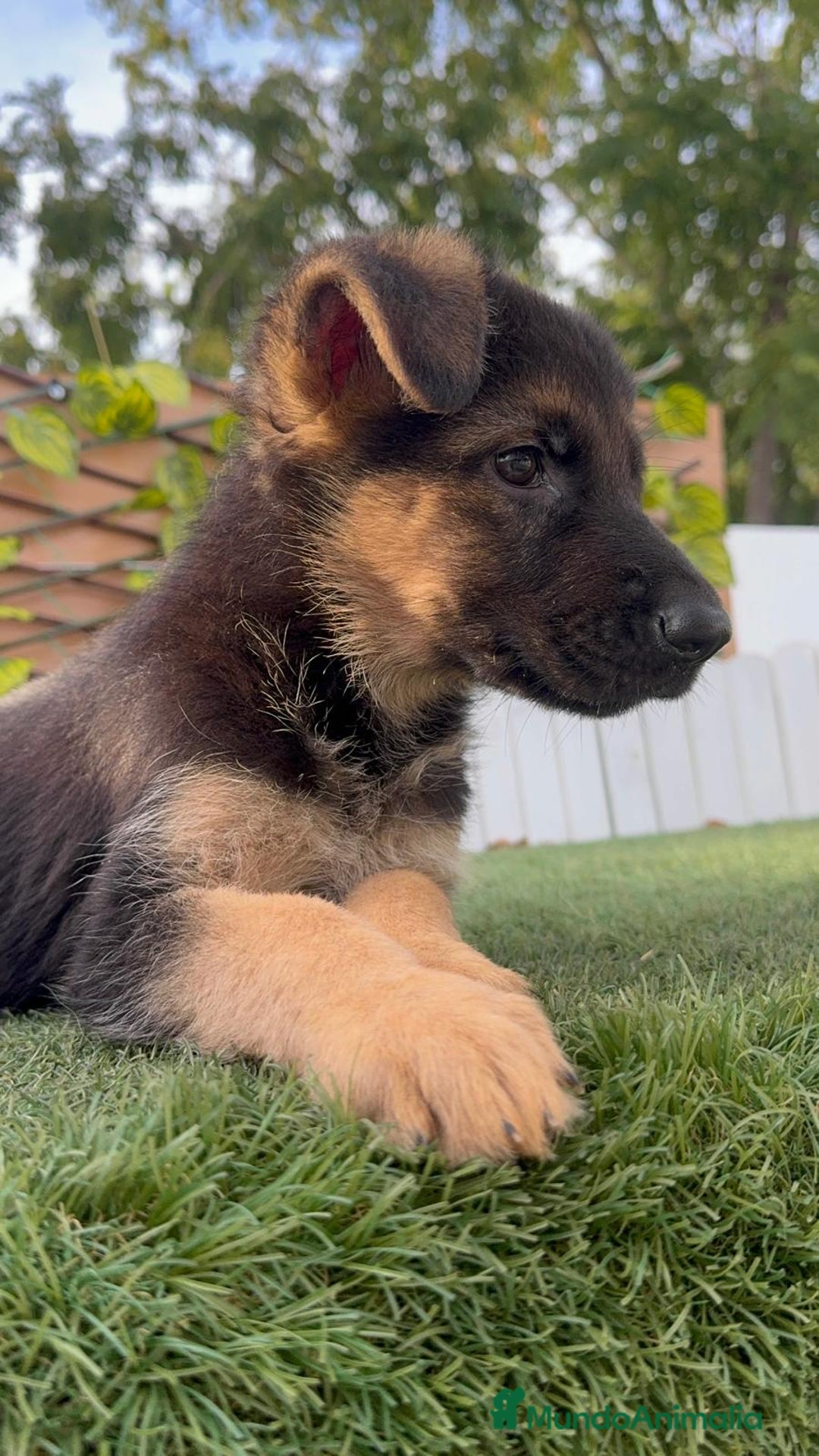 Pastor Alemán perros en venta: PASTOR ALEMAN HEMBRA - Imagen 15