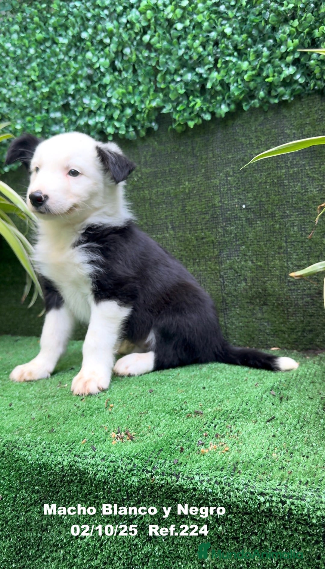 Border Collie perros en venta: BORDER COLLIE - Anuncio 20