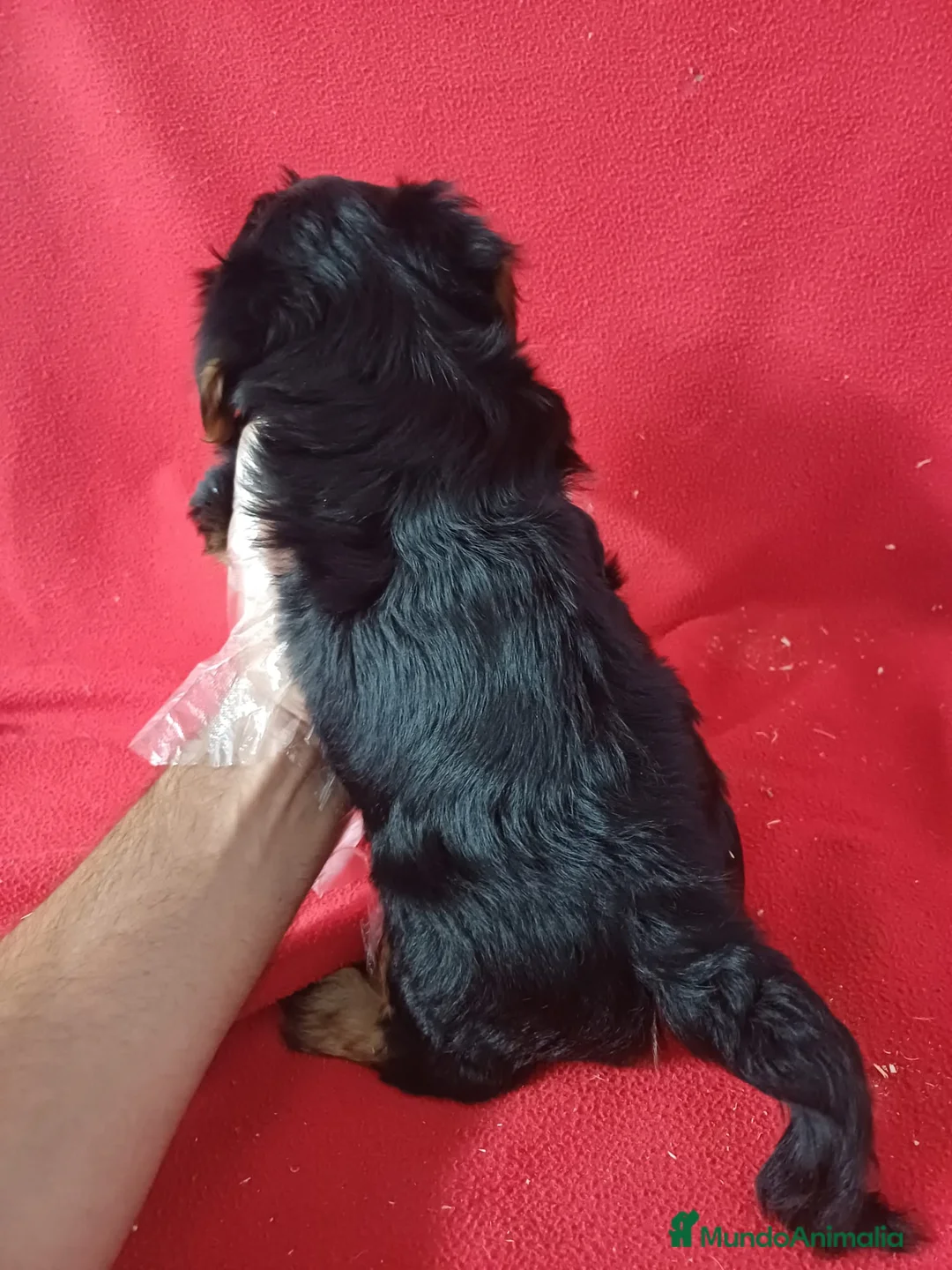 Yorkshire Terrier perros en venta: Yorkshire Terrier  - Anuncio 3