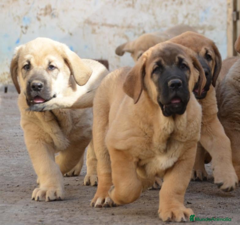 Mastín Español perros Mastín español - Anuncio 1