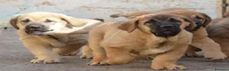 Mastín Español perros en venta: Mastín español - Anuncio 1