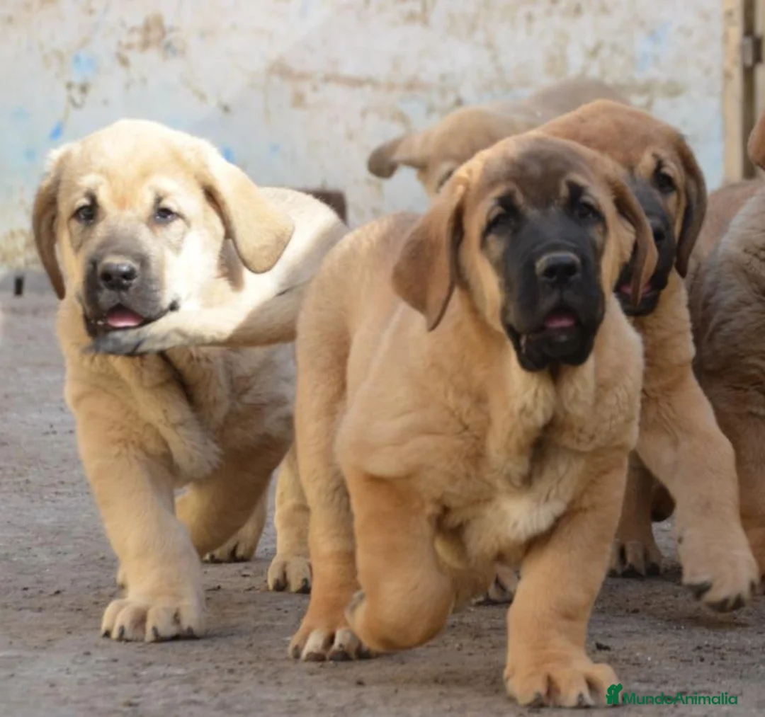 Mastín Español perros en venta: Mastín español - Anuncio 1