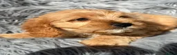 Cavapoo perros en venta: Cavapoo precioso macho apricot - Anuncio 3