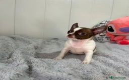Chihuahua perros en venta: Chihuahua toy rusos - Imagen 5