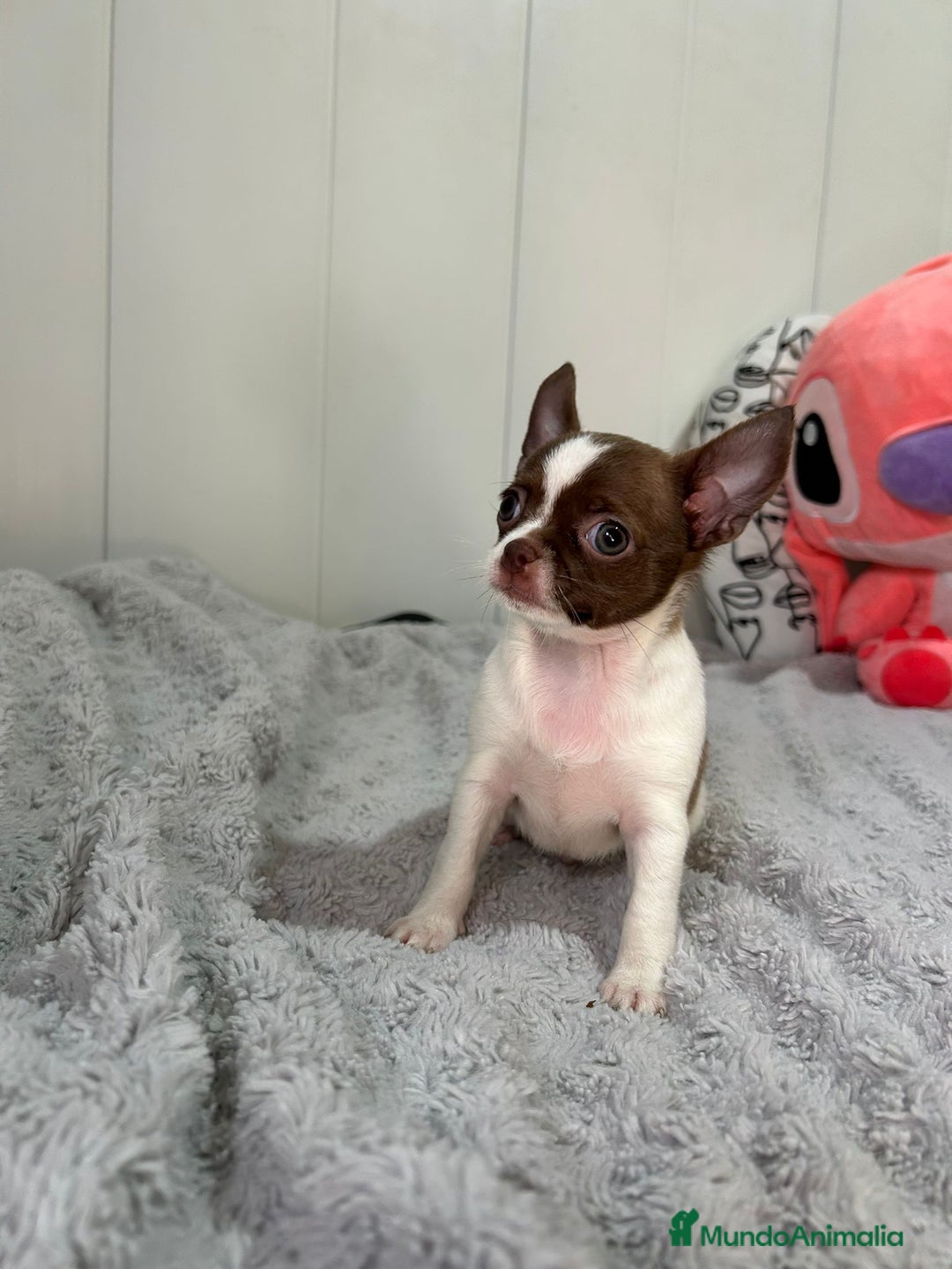 Chihuahua perros en venta: Chihuahua toy rusos - Imagen 5