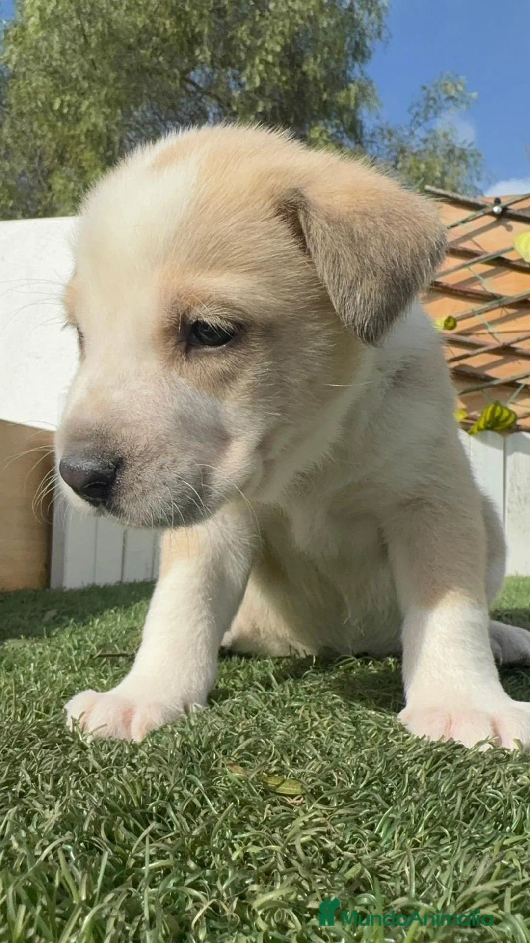 Mastín Español perros en venta: MASTIN ESPAÑOL - Anuncio 18