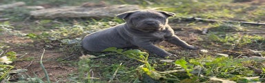Thai Ridgeback Dog hembra Azul