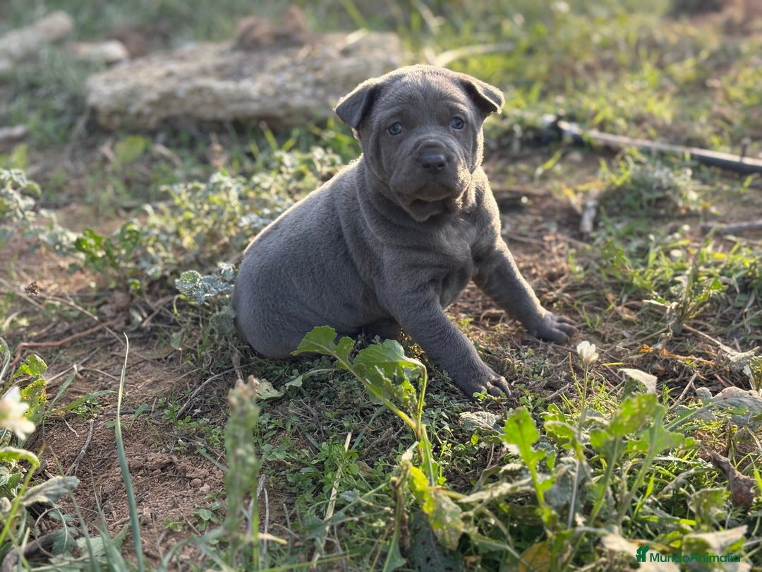 Thai Ridgeback Dog perros en venta: 🐕🐾🐾 Thai Ridgeback Dog - Exclusividad Absoluta! - Anuncio 2