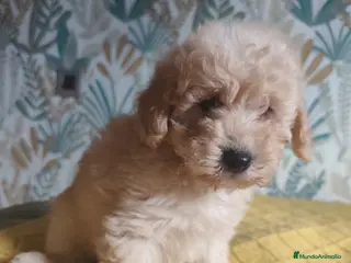 Caniche Toy perros Toy 💛💛💛 - Anuncio 3