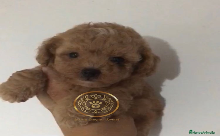 Maltipoo perros - Propaganda 1