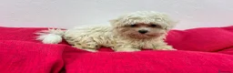 Bichón Maltés perros en venta: Bichon maltes - Anuncio 2