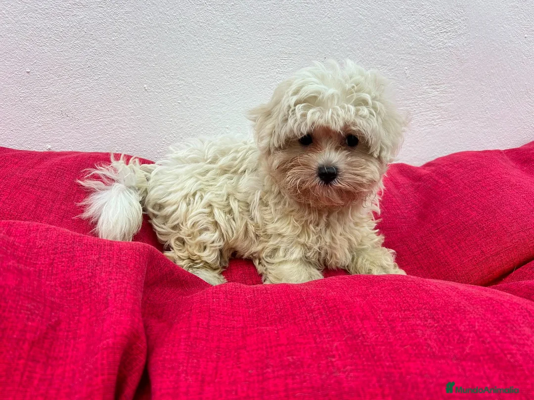 Bichón Maltés perros en venta: Bichon maltes - Anuncio 2