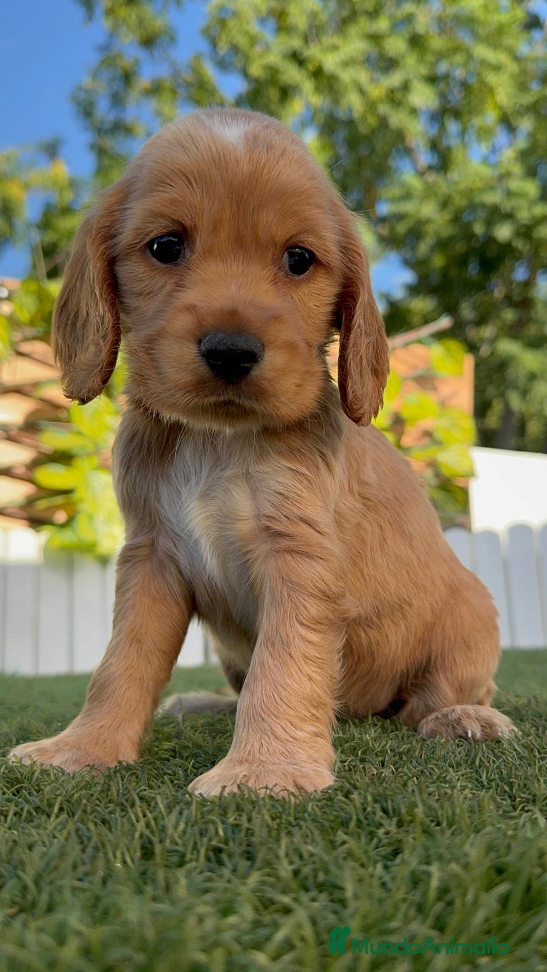 Cocker Spaniel Inglés perros en venta: COCKER SPANIEL INGLES HEMBRA - Imagen 13