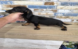 Teckel Miniatura perros en venta: teckel miniatura  - Imagen 5