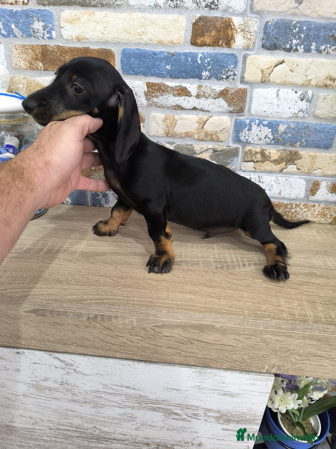 Teckel Miniatura perros en venta: teckel miniatura  - Imagen 5