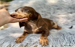 Teckel Miniatura perros en venta: TECKEL MINIATURA CHOCOLATE ARLEQUIN - Imagen 4