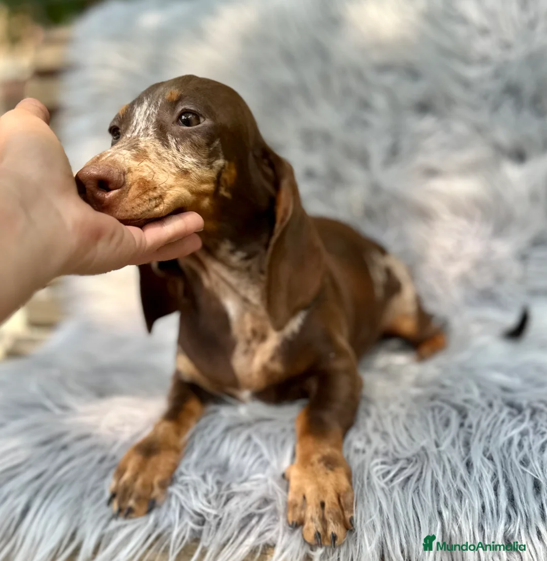 Teckel Miniatura perros en venta: TECKEL MINIATURA CHOCOLATE ARLEQUIN - Anuncio 4