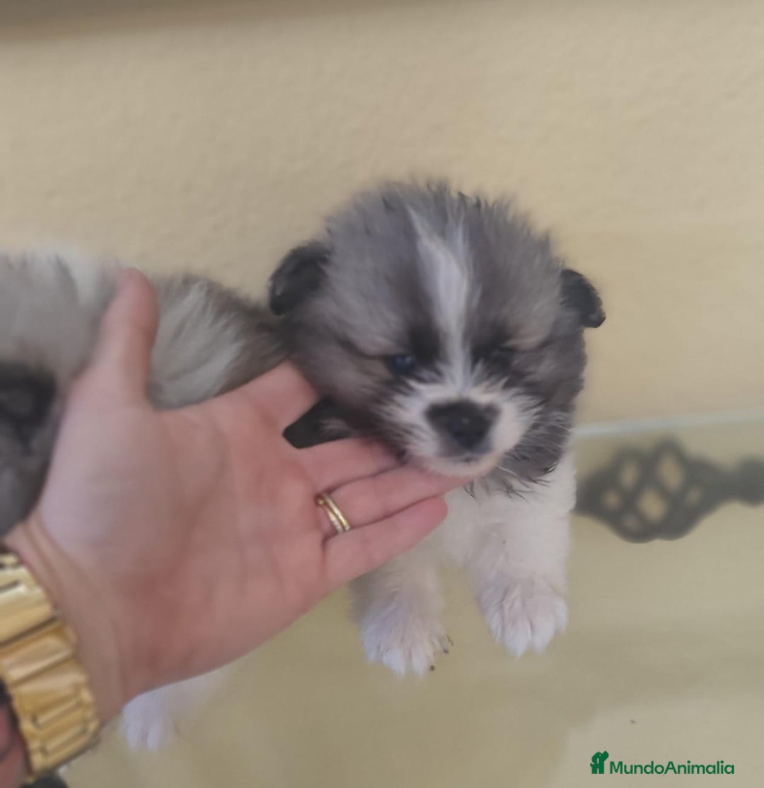 Pomerania perros en venta: Pomerania  - Anuncio 11