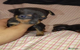 Ratón de Praga perros en venta: Raton de Praga  - Imagen 3