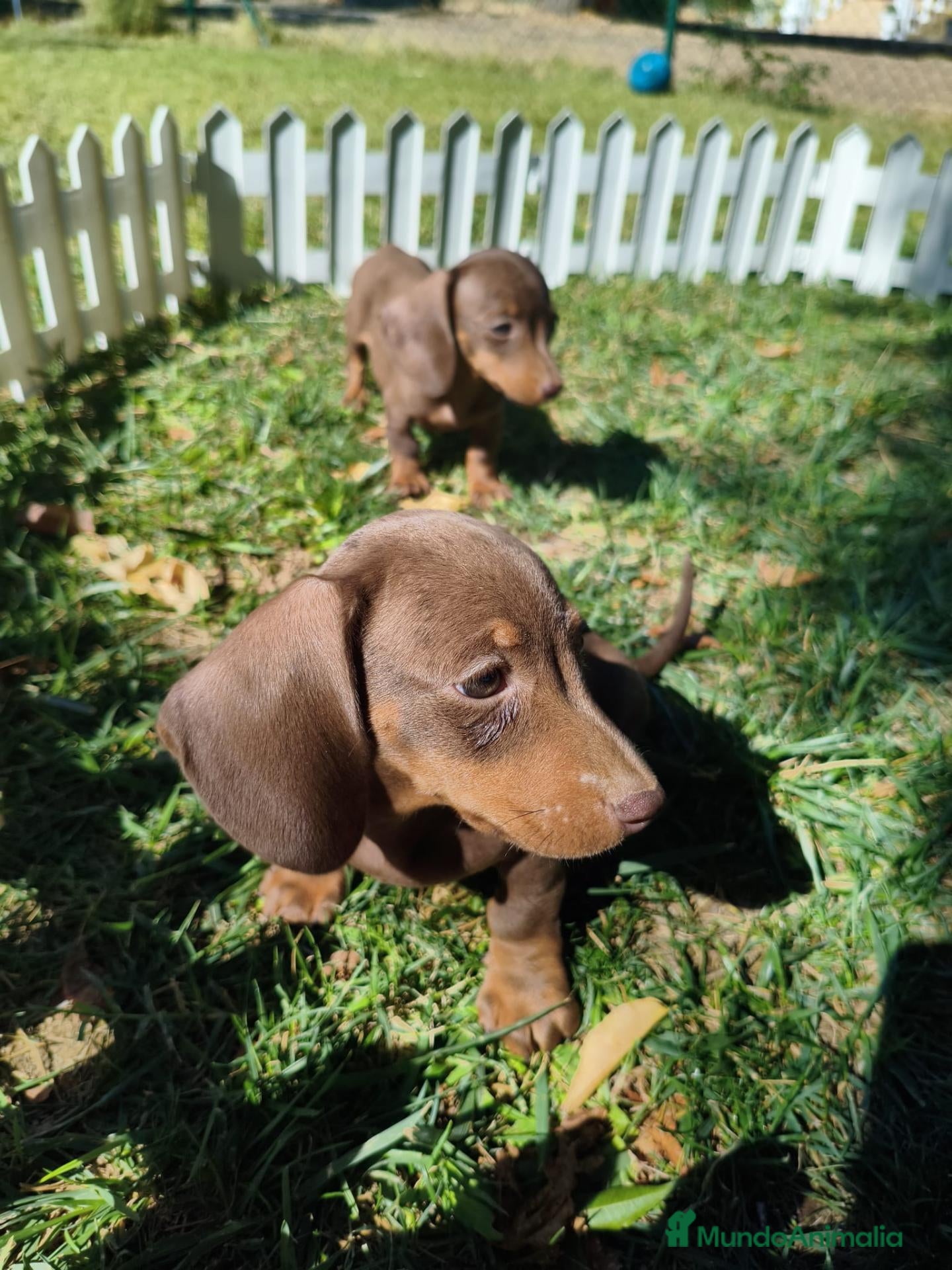 Teckel Miniatura perros teckel kaninchen  - Anuncio 1
