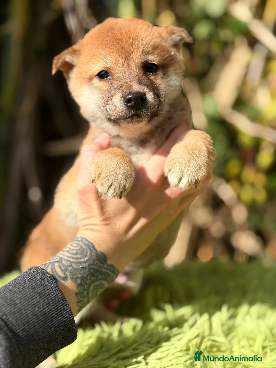 Shiba Inu perros en venta: Shiba Inu Rojo - Anuncio 5