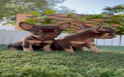 Chihuahua perros en venta: CHIHUAHUA CHOCOLATE & TAN - Imagen 20