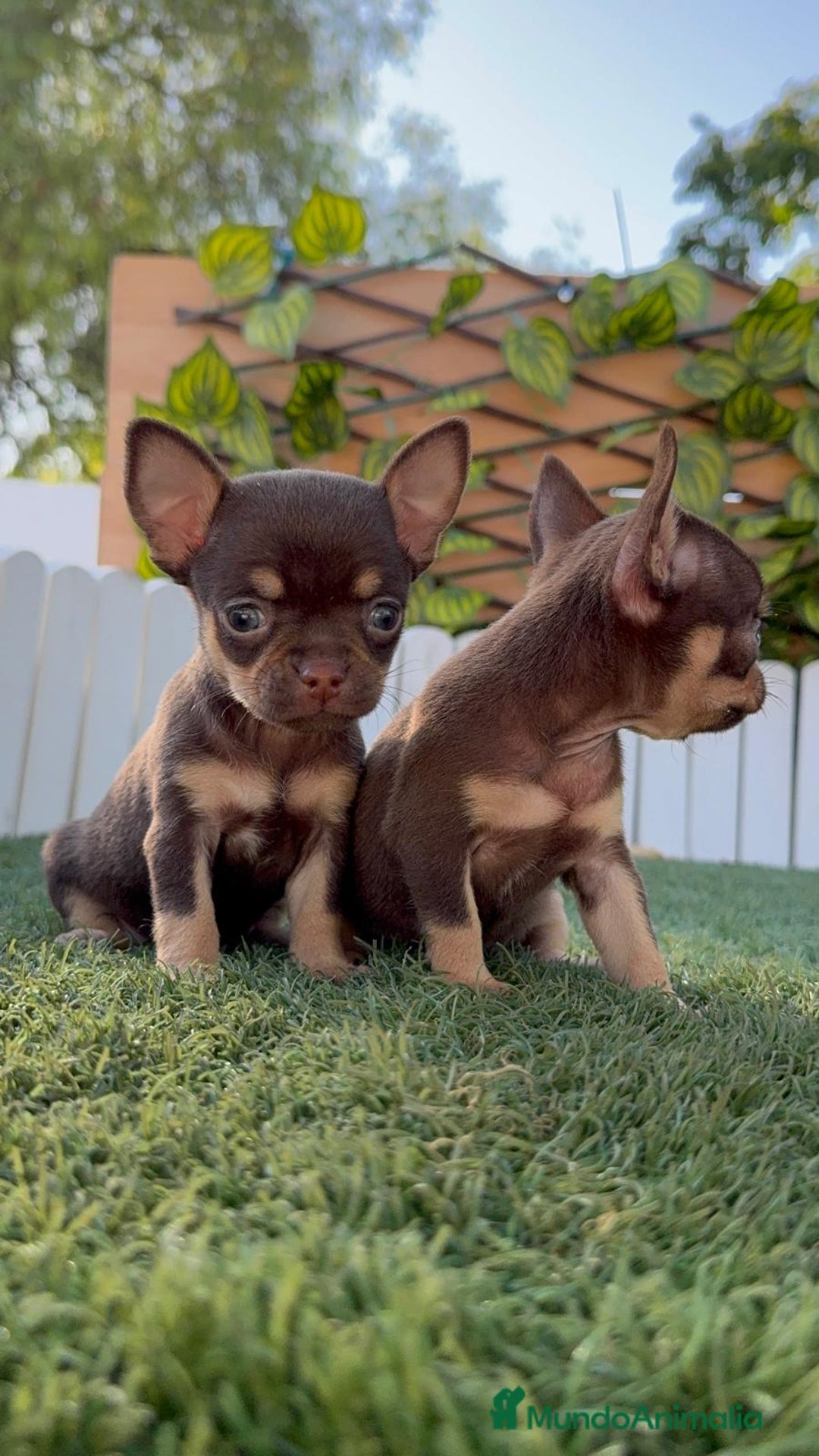 Chihuahua perros en venta: CHIHUAHUA CHOCOLATE & TAN - Imagen 20