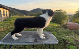 Pastor Australiano perros en venta: Preciosos cachorros de Pastor Australino  - Imagen 13