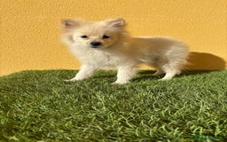 Pomerania perros en venta: Pomerania toy macho blanco  - Imagen 7