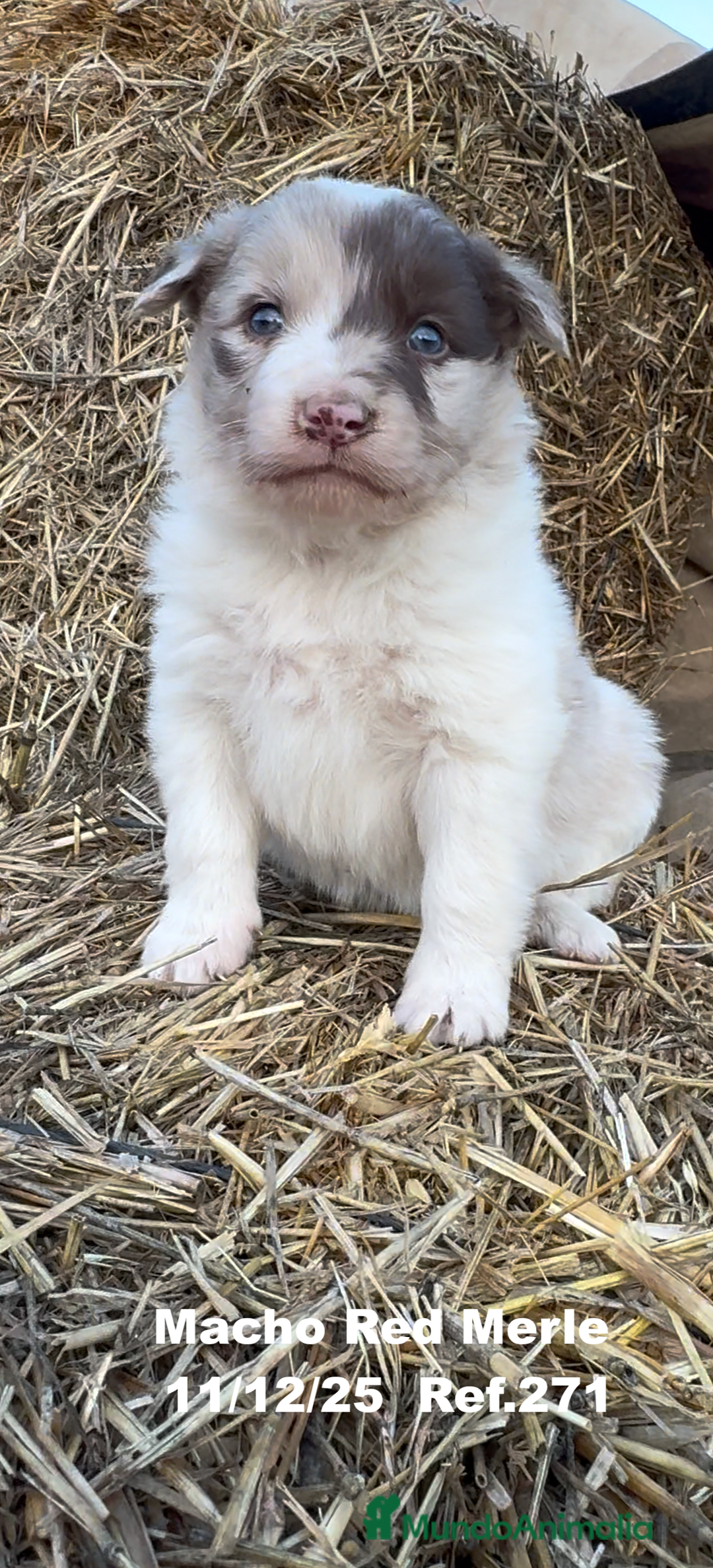 Border Collie perros en venta: Border Collie - Anuncio 21