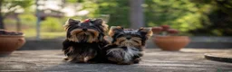 Yorkshire Terrier perros en venta: Camada Yorkshire Terrier  - Anuncio 5