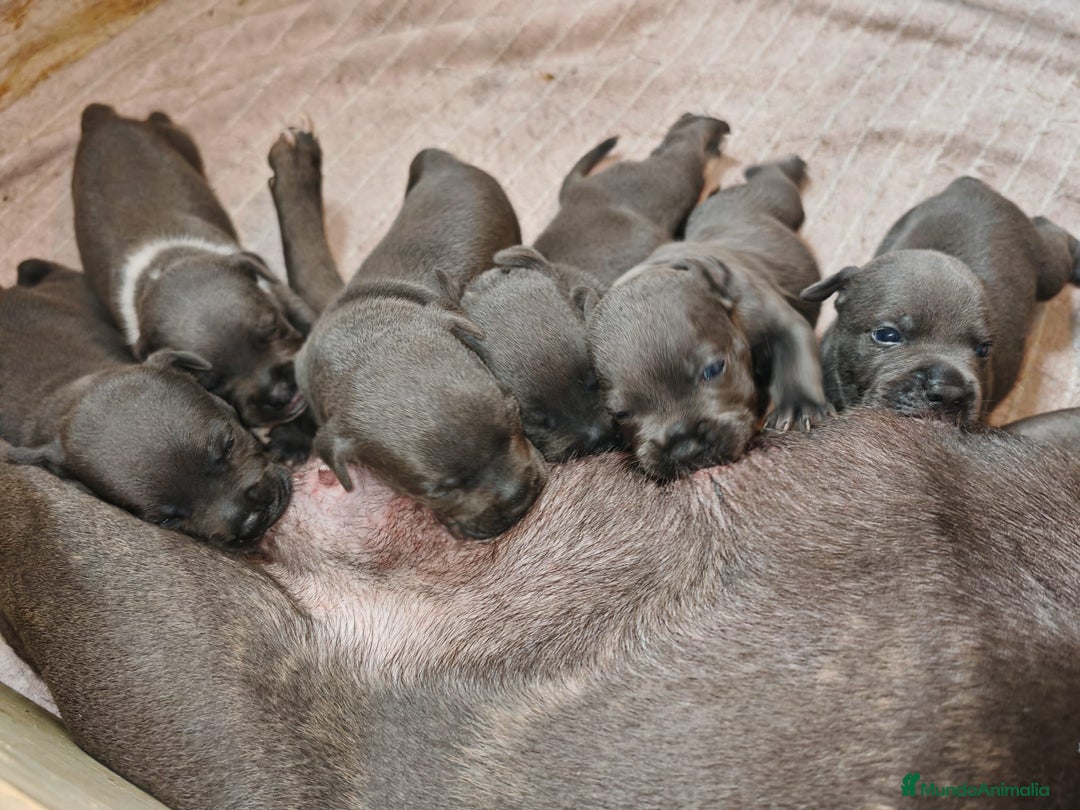 Staffordshire Bull Terrier perros en venta: Staffordshire bull terrier blue - Imagen 3