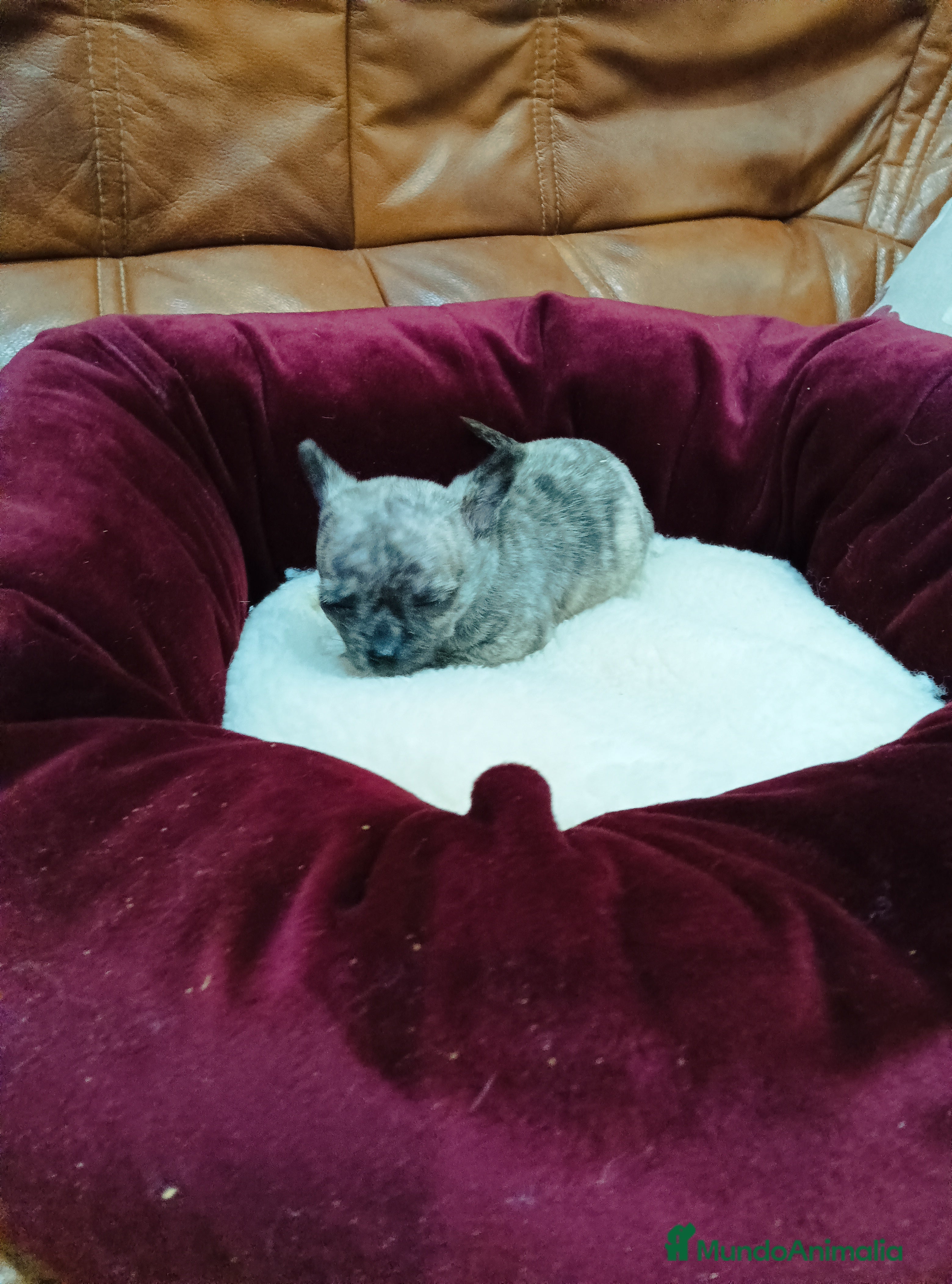 Chihuahua perros CHIHUAHUA TOY - Anuncio 2