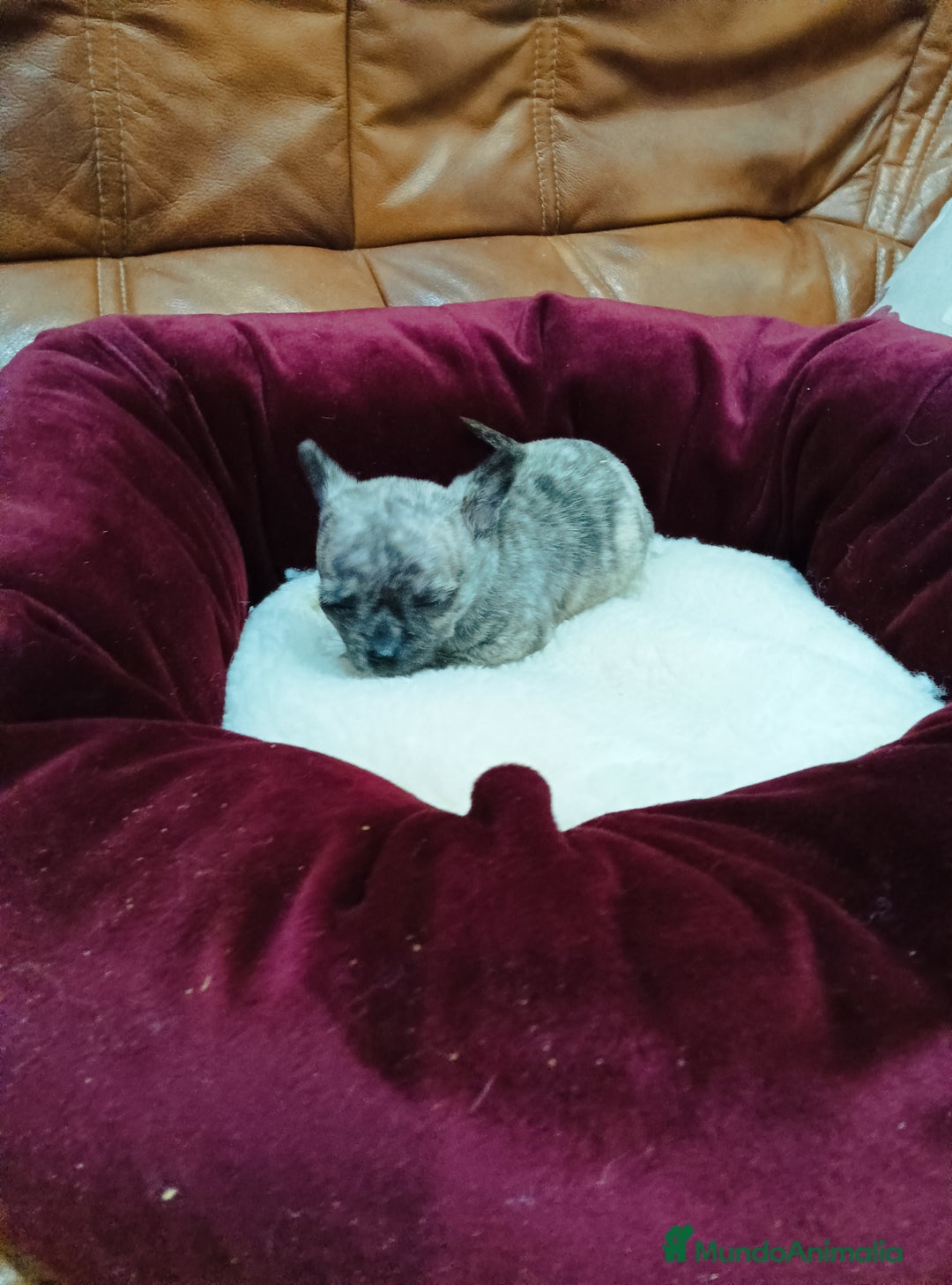 Chihuahua perros en venta: CHIHUAHUA TOY - Anuncio 2