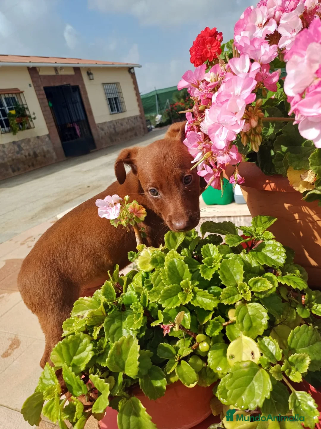 Pinscher Miniatura perros en venta: Último macho disponible  - Anuncio 2