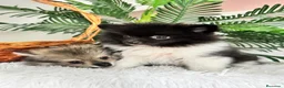 Pomerania perros en venta: POMERANIA  - Anuncio 15
