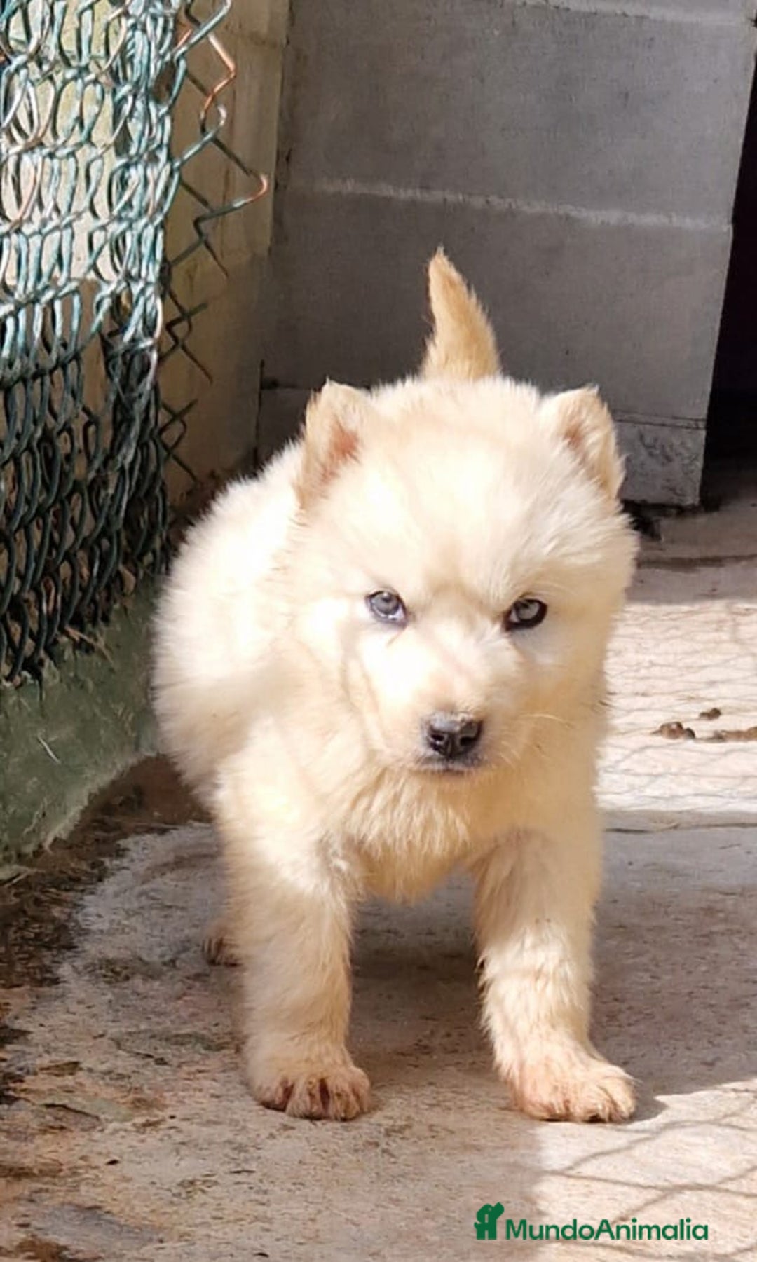 Husky Siberiano perros en venta: Husky siberiano  - Anuncio 3