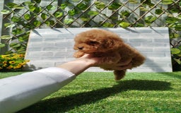 Caniche Toy perros en venta: Caniche rojo - Imagen 3