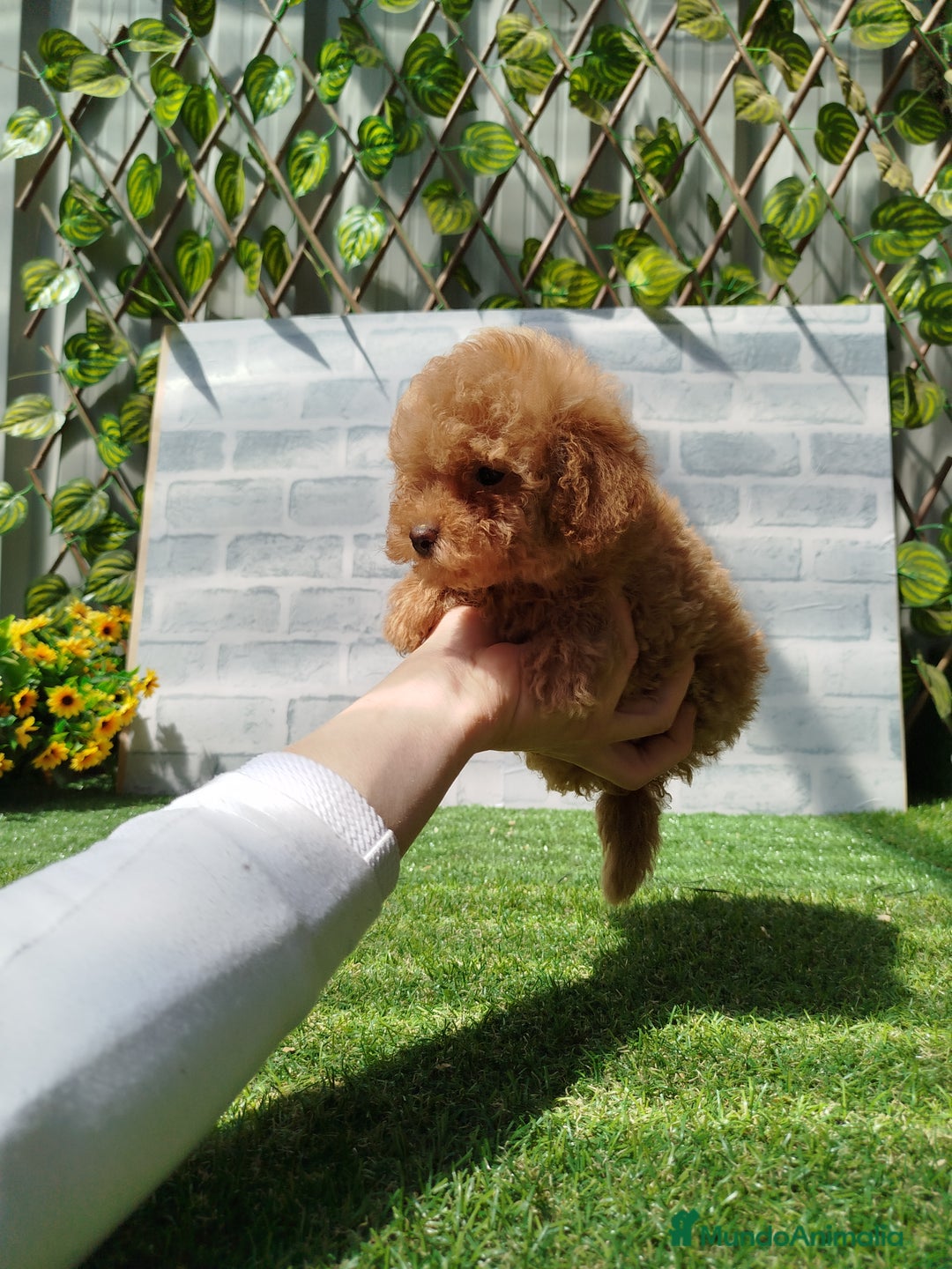 Caniche Toy perros en venta: Caniche rojo - Imagen 3