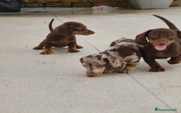 Teckel perros en venta: Teckels exclusive mini  - Imagen 2