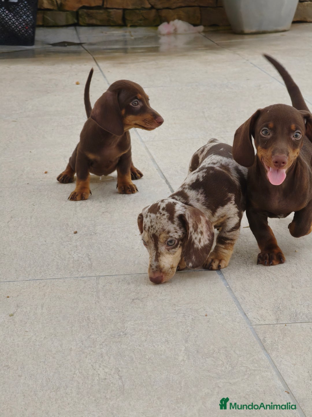 Teckel perros en venta: Teckels exclusive mini  - Imagen 2