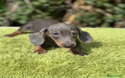 Teckel Miniatura perros en venta: Teckel mini Blue  - Imagen 4