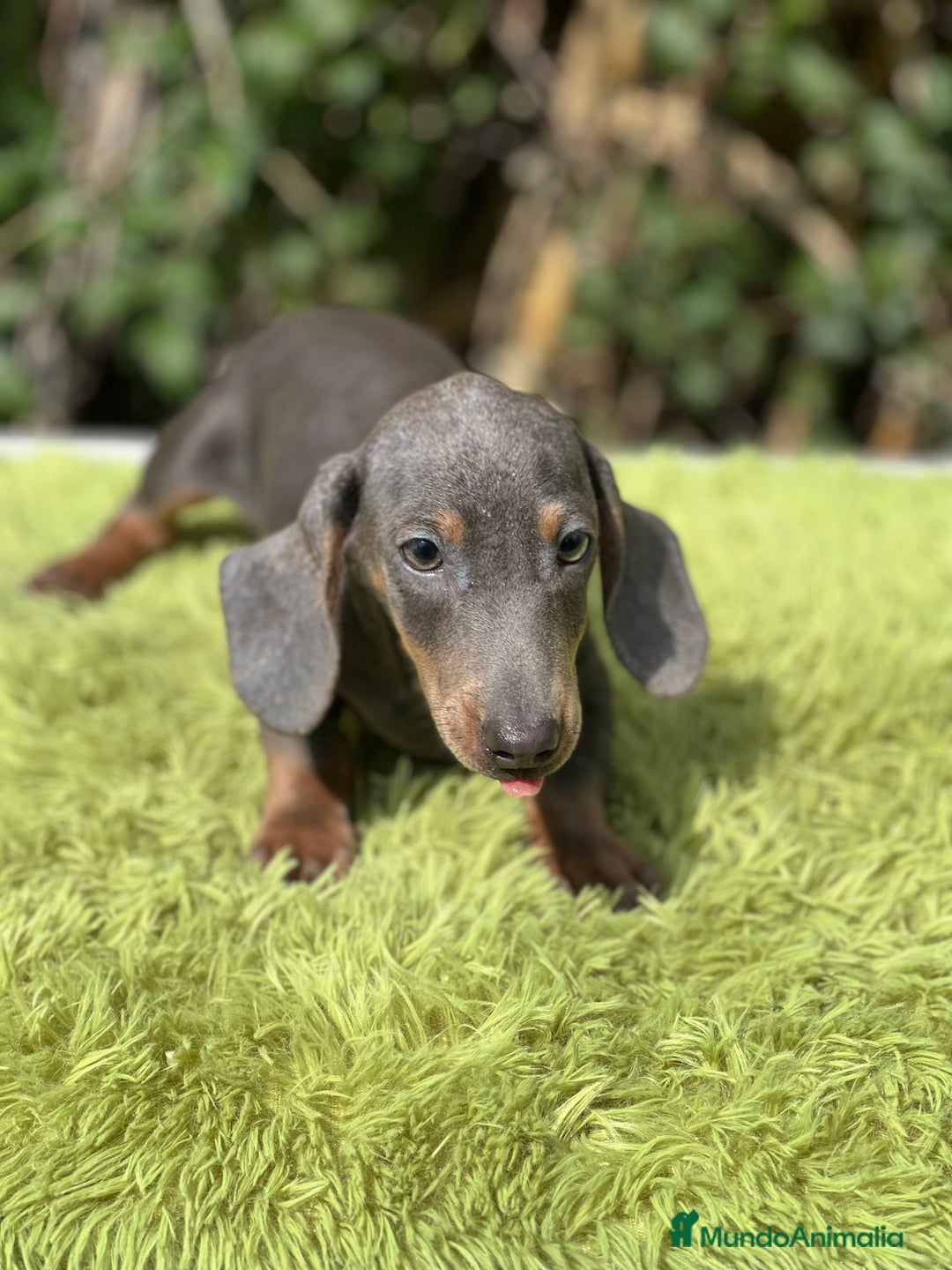 Teckel Miniatura perros en venta: Teckel mini Blue  - Imagen 4